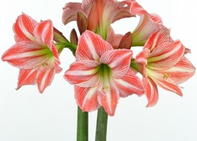 hippeastrum Fairytale ® (1)